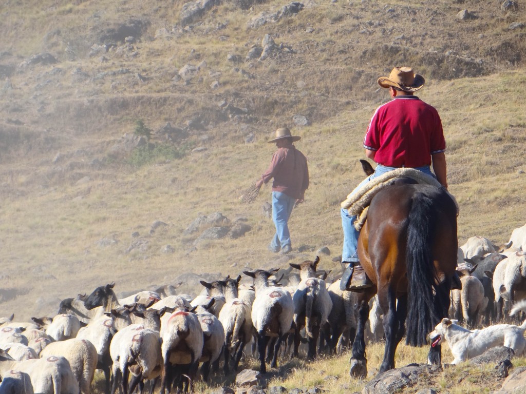 Campos rurales de Chepica, Chile