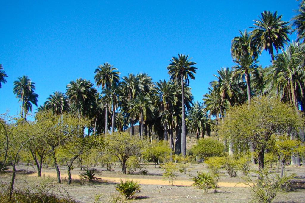 Paisaje de campos y lomas de Chepica